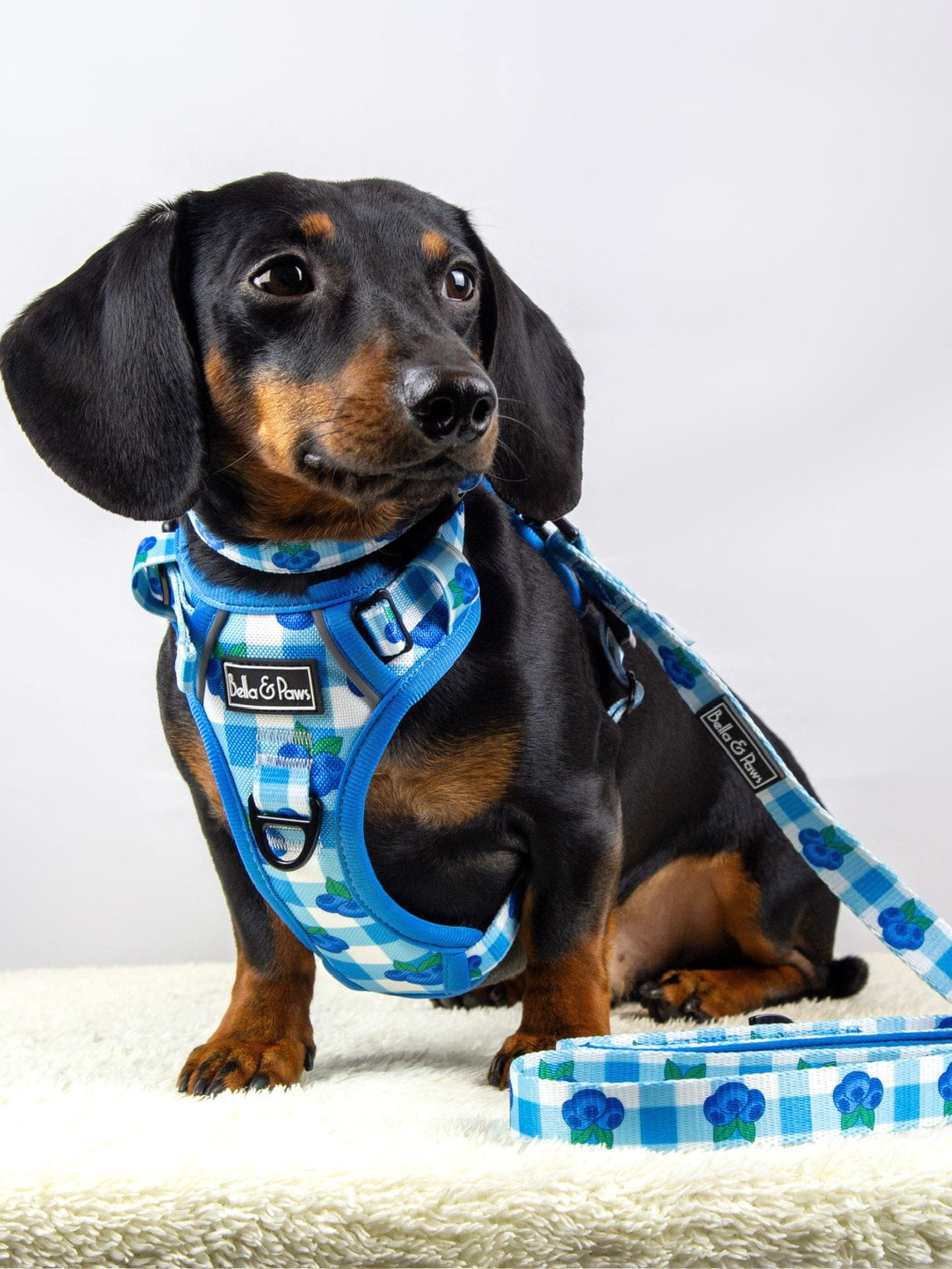 Blueberry Dream - Lead