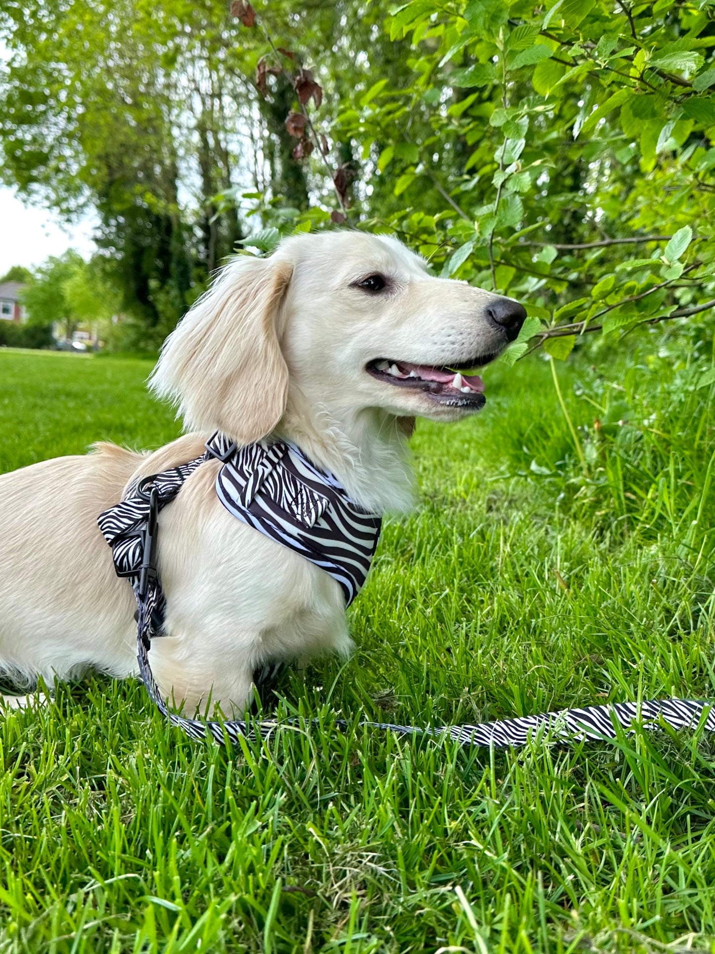 Dazzle - Lead (Final Sale)