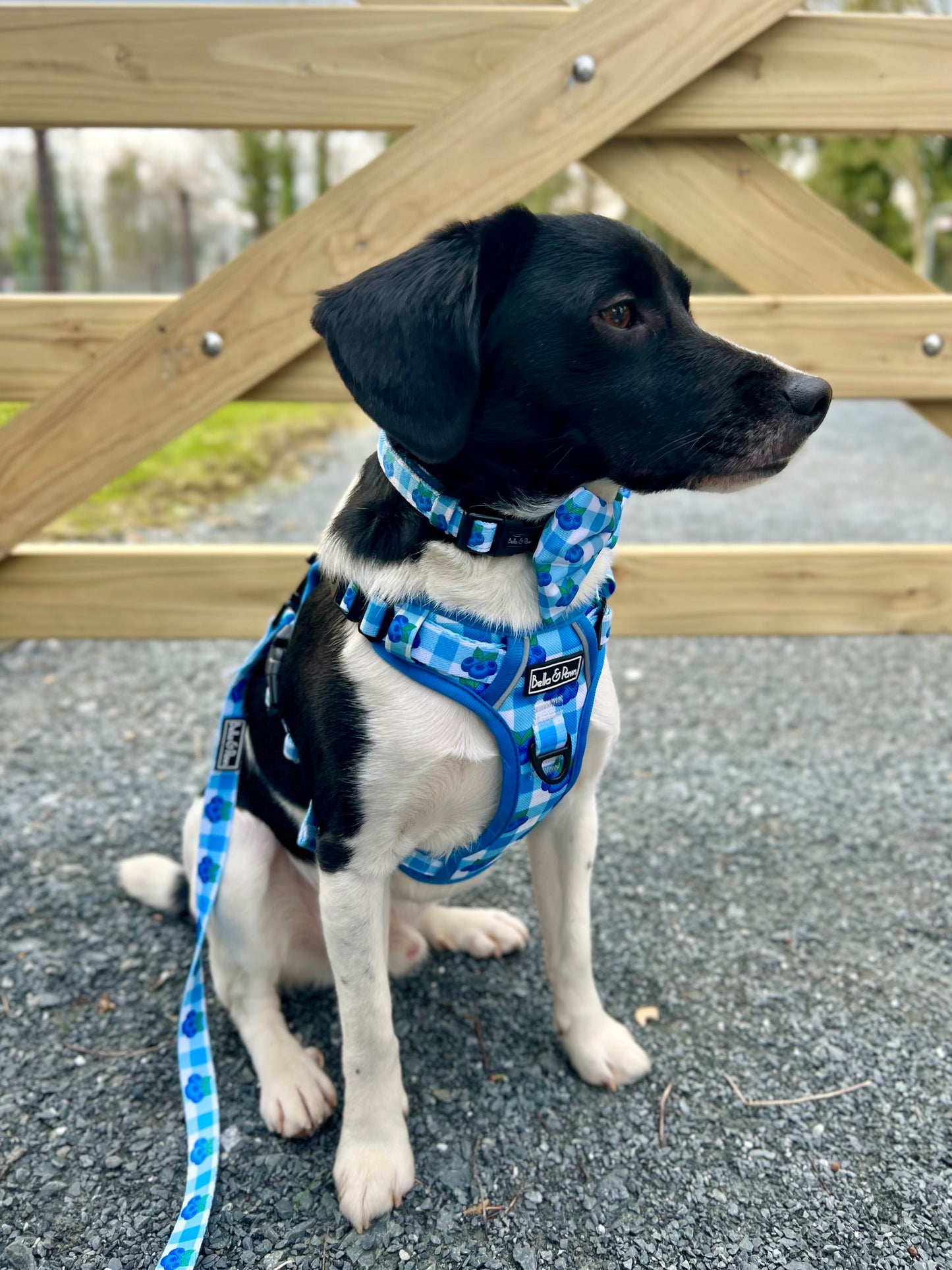 Blueberry Dream - Collar