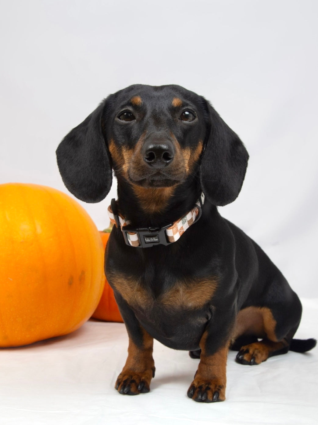 Falling Leaves Check - Collar