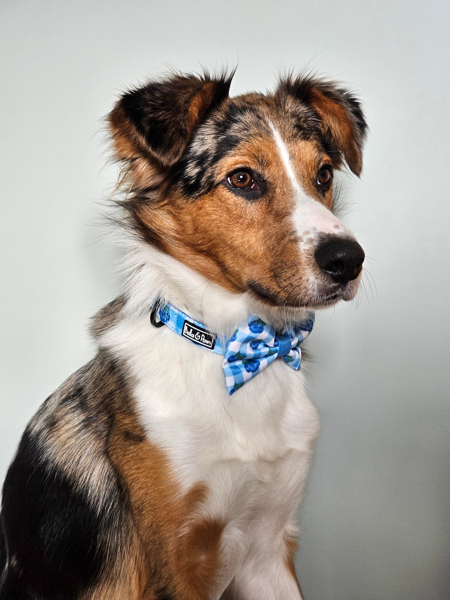 Blueberry Dream - Bow Tie