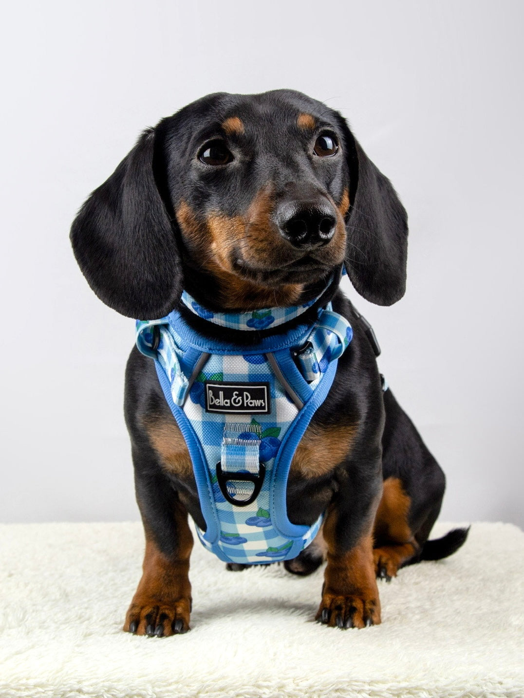 Blueberry Dream - Tough Trek Harness